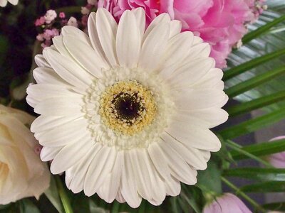 Fine beautiful single flower