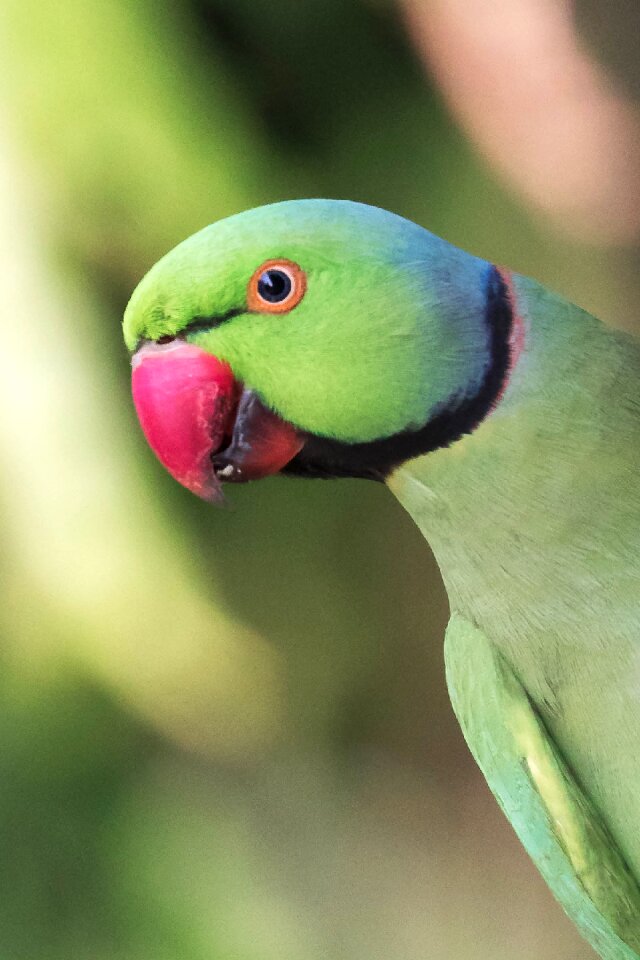 Nature animal rose-ring parakeet photo