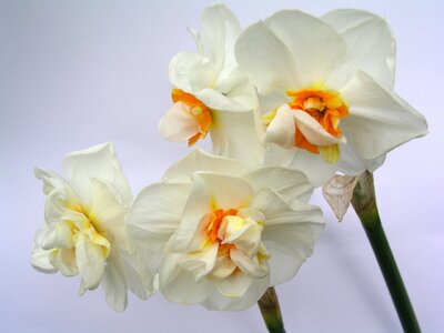 Floral beautiful narcissus