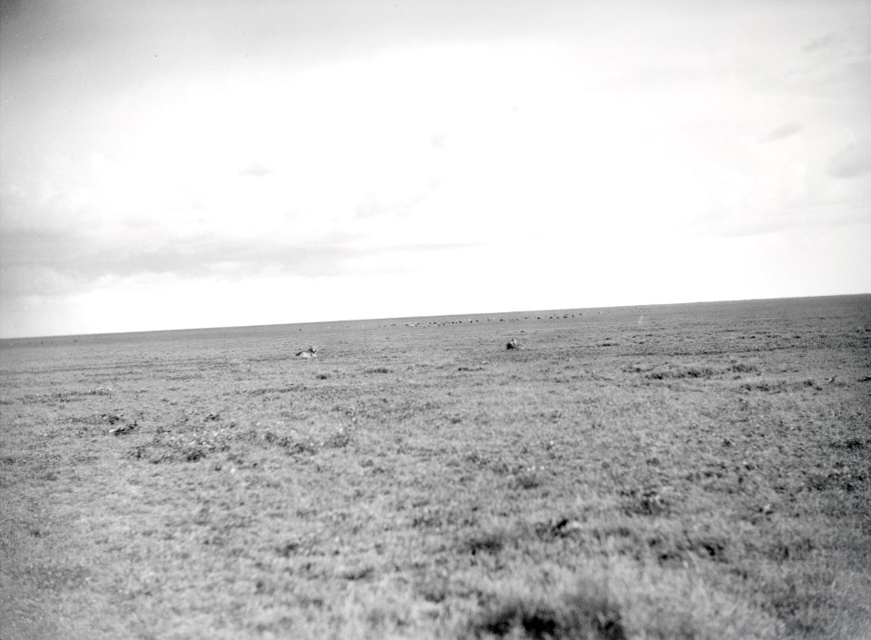 ETH-BIB-Löwen in der Serengeti-Kilimanjaroflug 1929-30-LBS MH02-07-0373