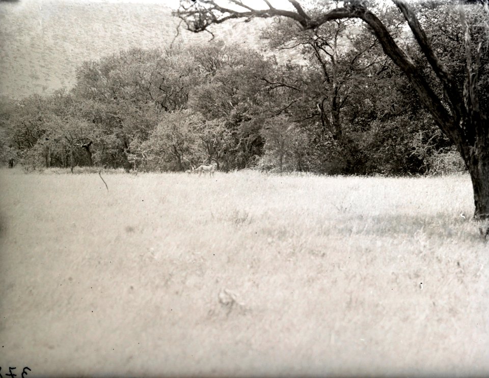 ETH-BIB-Löwin in Serengeti-Kilimanjaroflug 1929-30-LBS MH02-07-0378