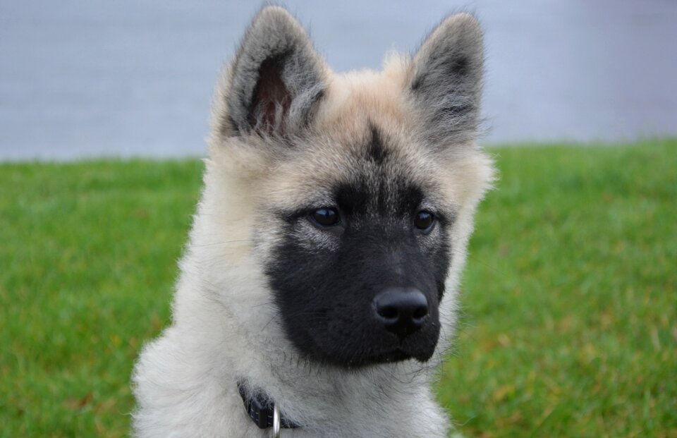 Female bitch nova eurasier black mask