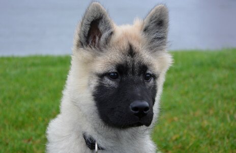 Female bitch nova eurasier black mask