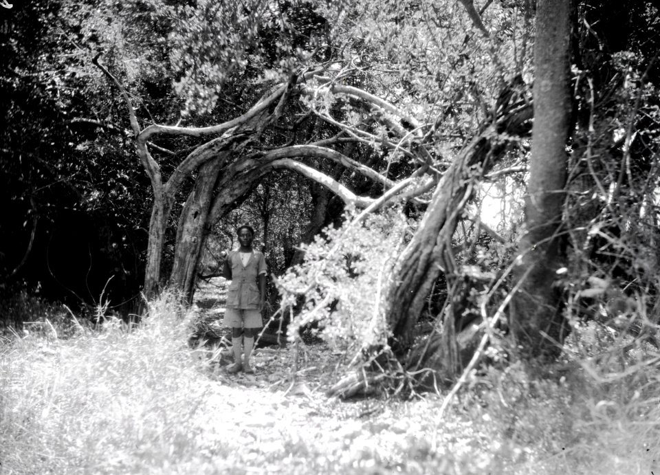 ETH-BIB-Mann in Wald-Kilimanjaroflug 1929-30-LBS MH02-07-0280