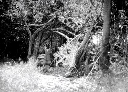 ETH-BIB-Mann in Wald-Kilimanjaroflug 1929-30-LBS MH02-07-0280