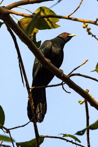 Tree outdoors asian koel