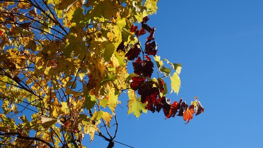 Autumn season nature