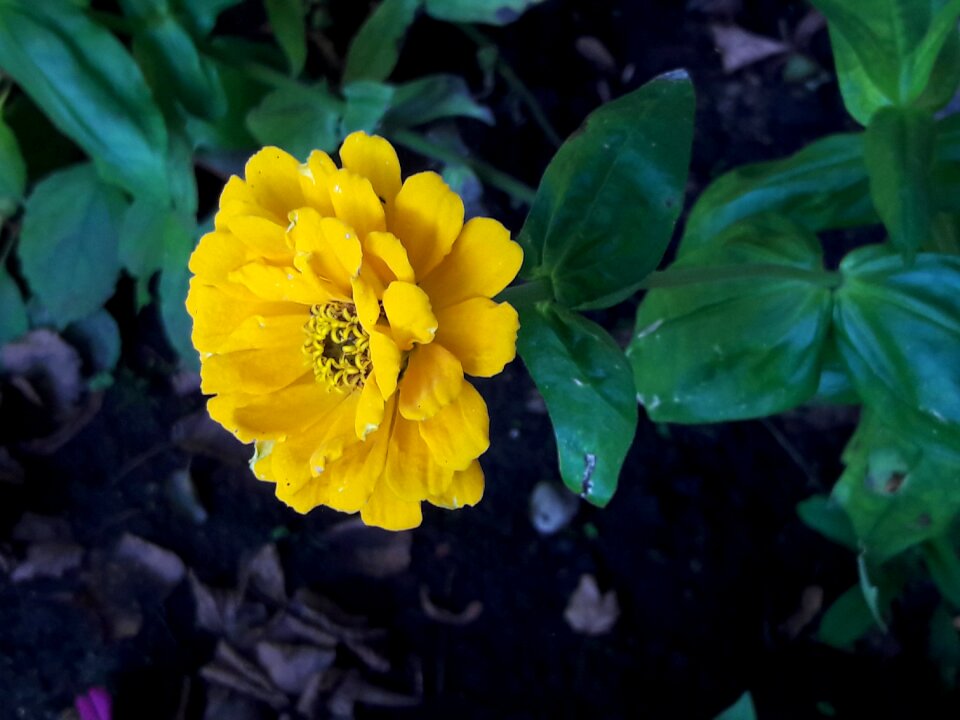 Yellow flowers green summer photo