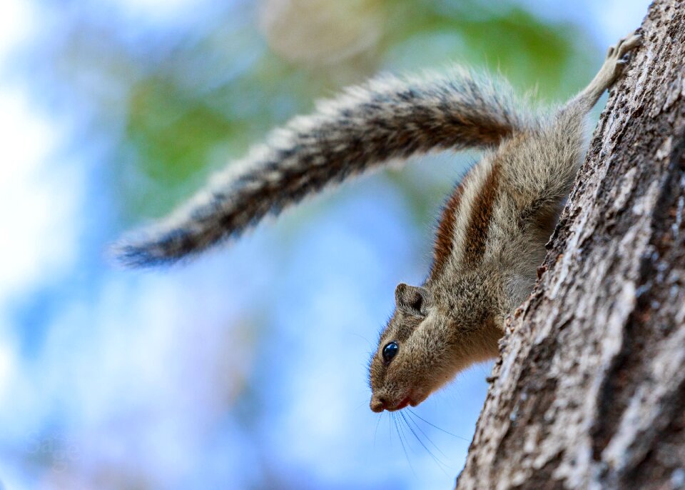 Outdoors wood squirrel