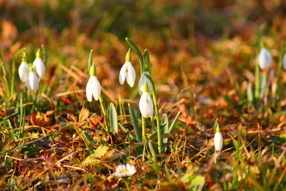 Spring nature floral