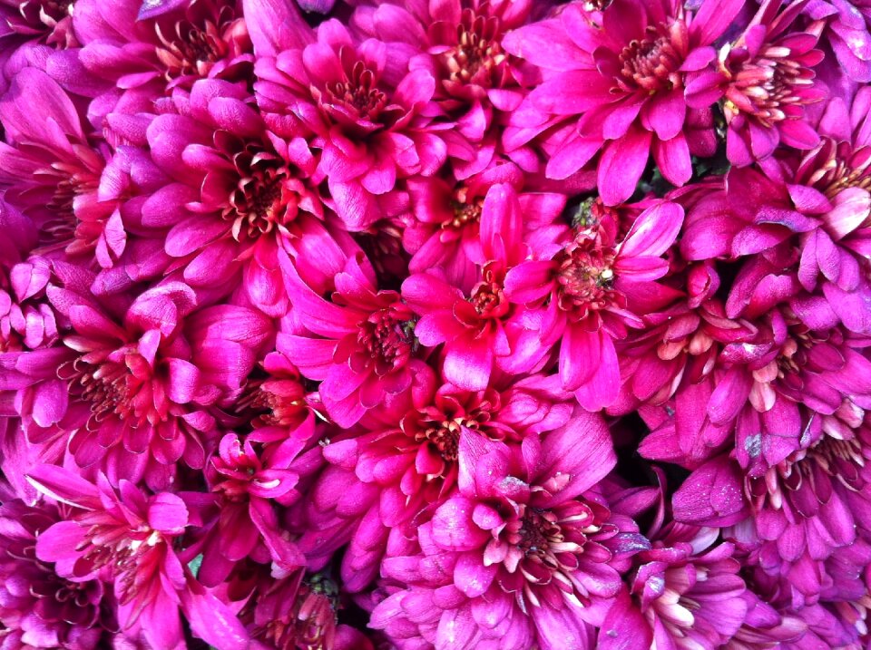 Flowers pink details