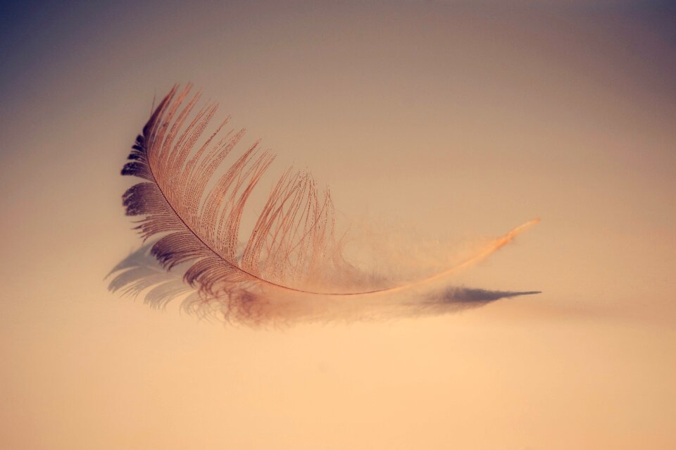 Sweet feathers background