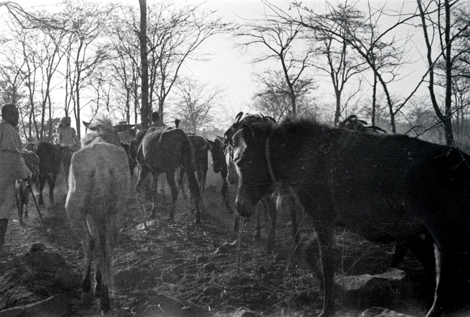 ETH-BIB-Maultier-Karawane-Abessinienflug 1934-LBS MH02-22-1071