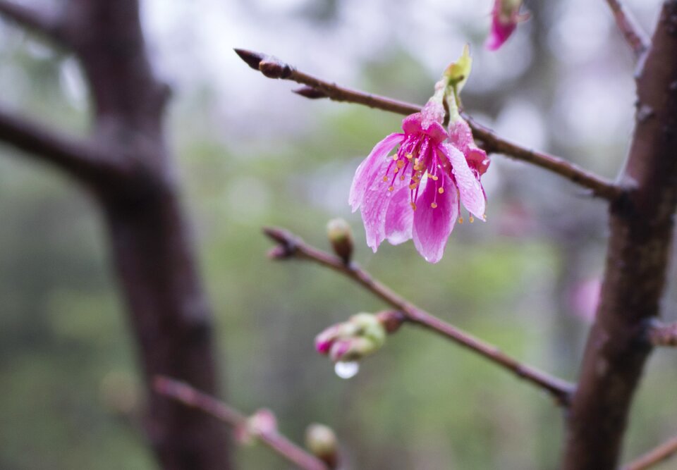 Rain cherry blossom flower