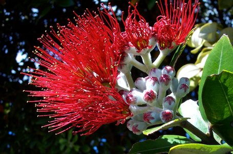 Christmas new zealand pohutakawa photo