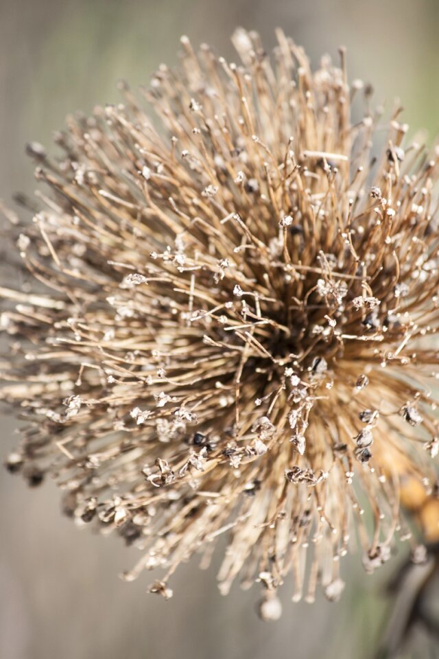 Leek dry seeds