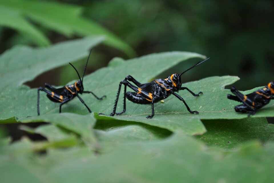 Insects chapulines nature