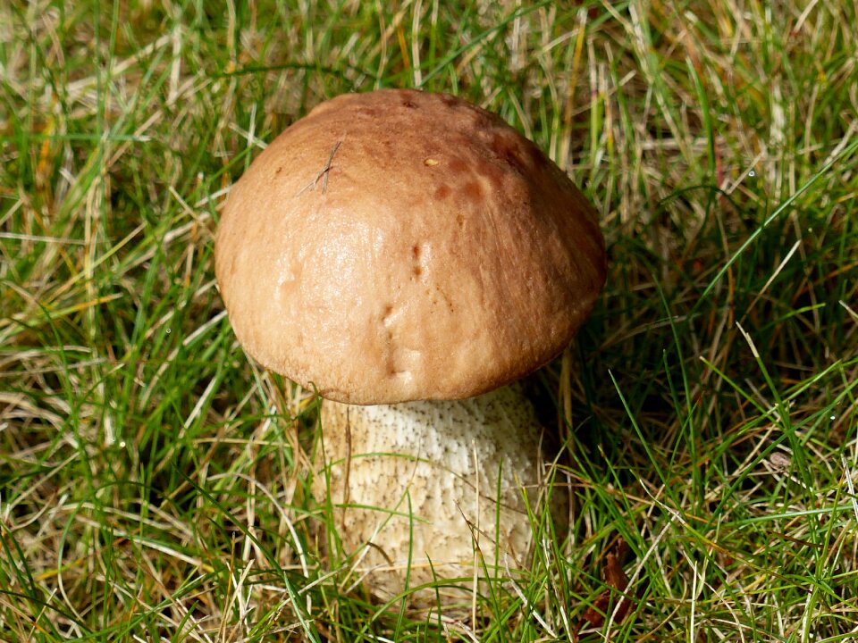 Brown garden grass