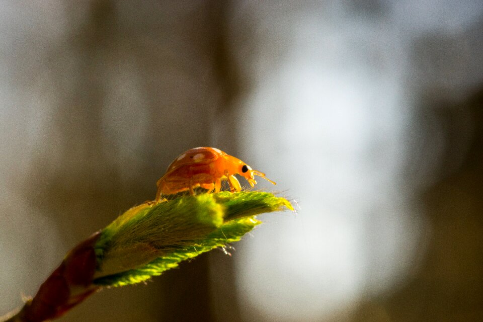 Animal close up plant