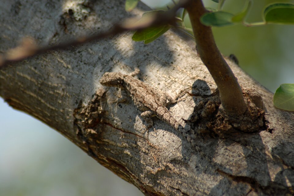 Insects nature lizard