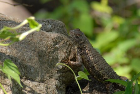 Insects nature lizard