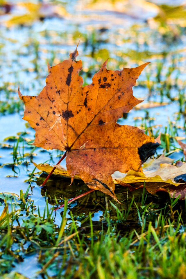 Leaves color fall