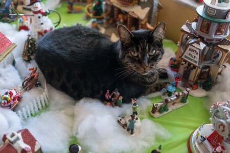 Christmas cute cat