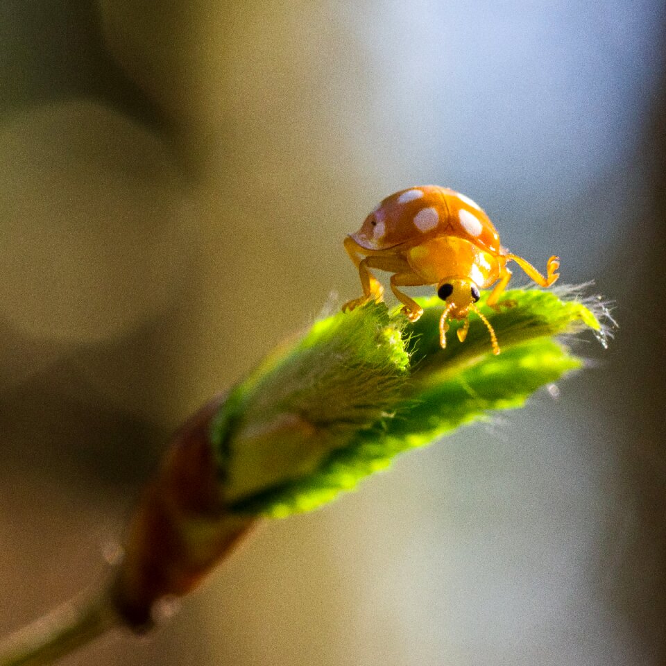 Animal close up plant
