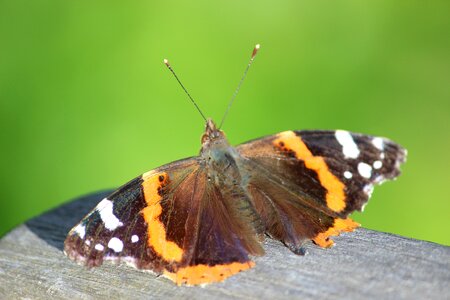 Brown bear insect flight insect photo