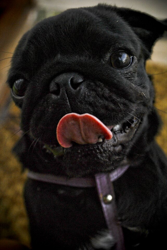 Pug doggie the language
