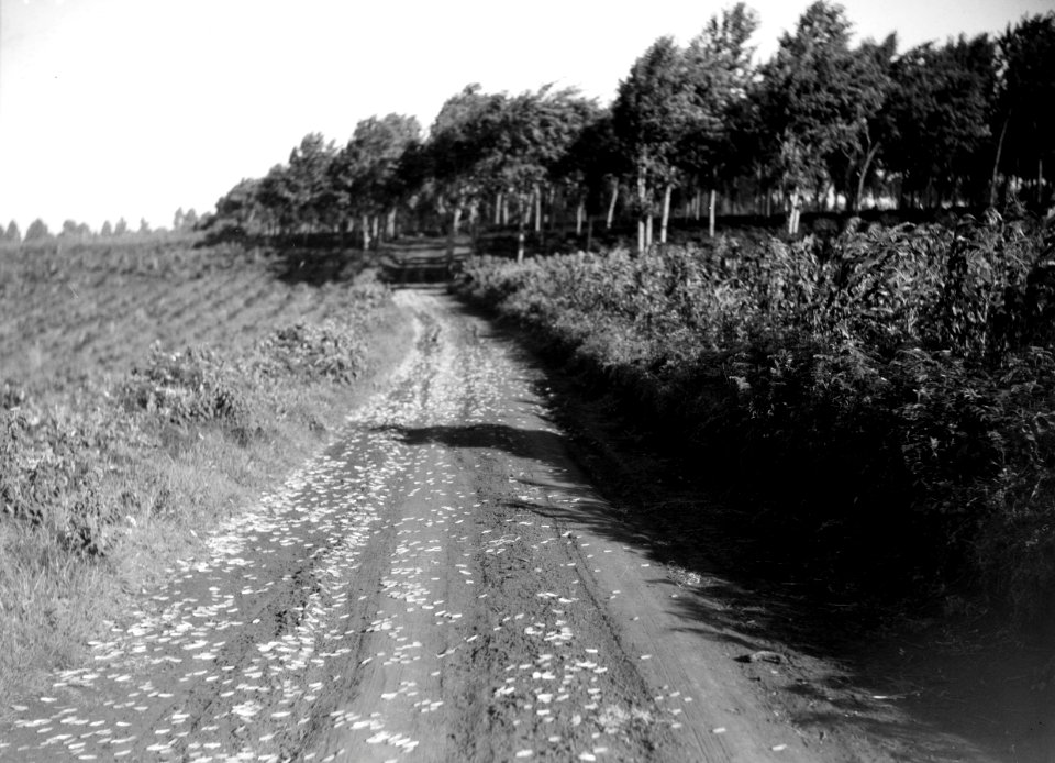 ETH-BIB-Naturstrasse mit Heuschreckenschwarm zwischen Landwirtschaftsland und Plantage-Kilimanjaroflug 1929-30-LBS MH02-07-0249
