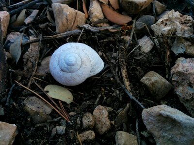 Shells snails earth