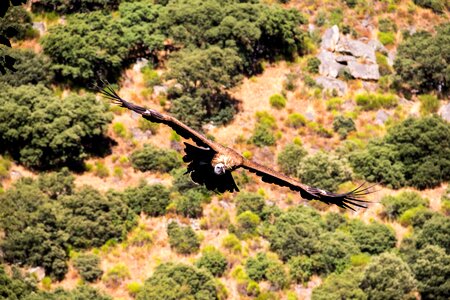 Birds bird flight