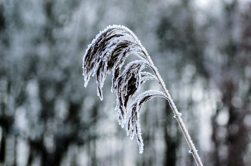 Winter nature snow