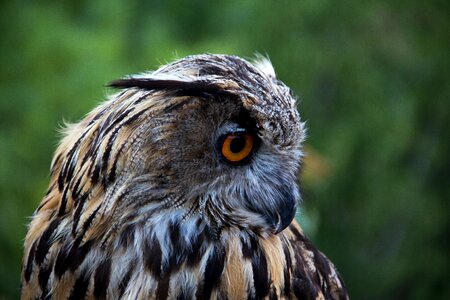 Bird looking animal