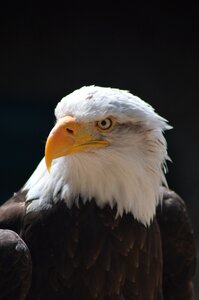 Wildlife nature eagle photo