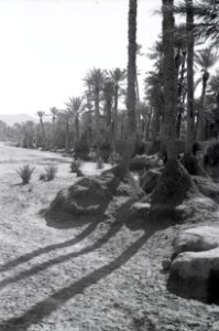ETH-BIB-Oase Colomb-Bechar-Nordafrikaflug 1932-LBS MH02-13-0269