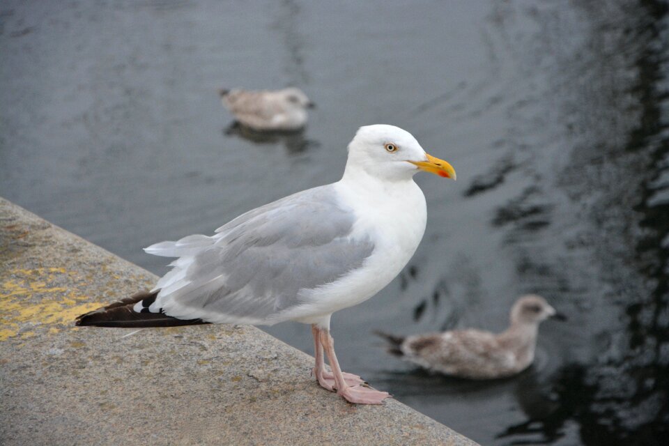 Sea seagull seabird