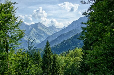 Forest trees bavaria photo