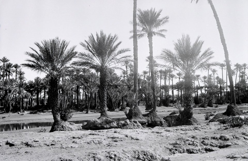 ETH-BIB-Oase Colomb-Bechar-Nordafrikaflug 1932-LBS MH02-13-0272