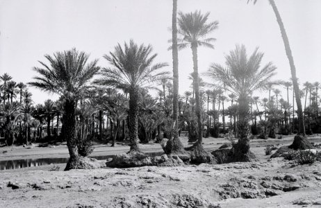 ETH-BIB-Oase Colomb-Bechar-Nordafrikaflug 1932-LBS MH02-13-0272