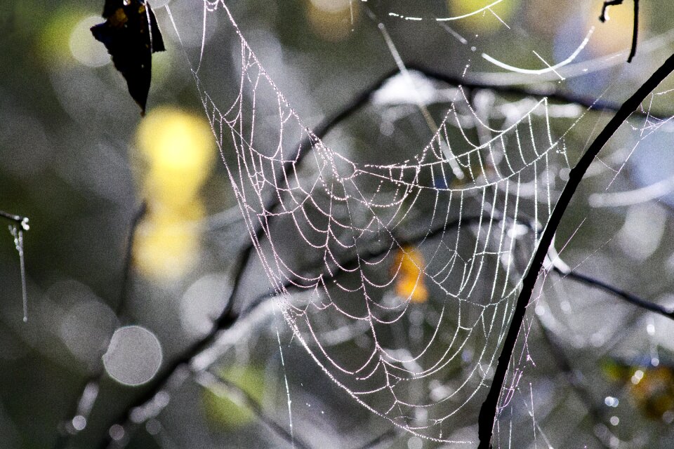 Web nature close up