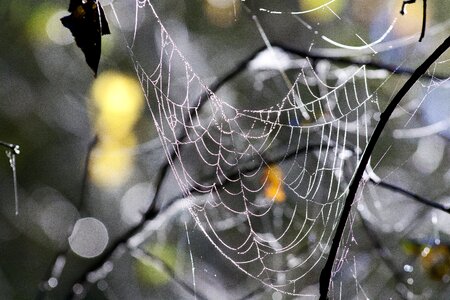 Web nature close up