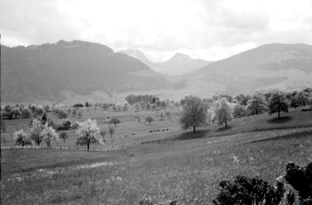 ETH-BIB-Obstbäume-Inlandflüge-LBS MH05-82-11