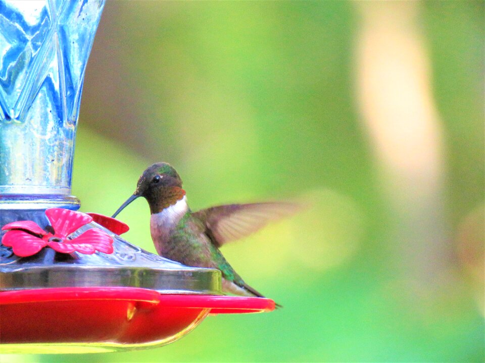 Hummingbird colorful wildlife