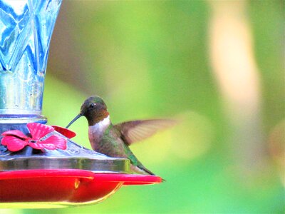 Hummingbird colorful wildlife