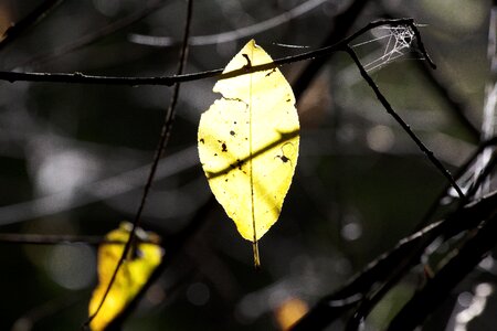 Autumn forest close up
