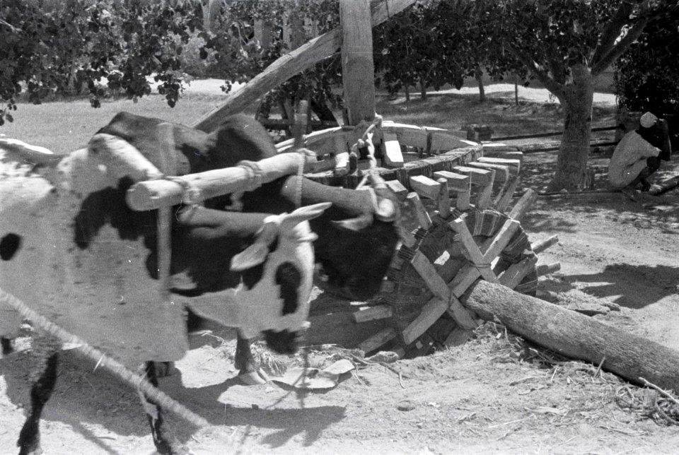 ETH-BIB-Ochsengespann an einem Brunnen-Abessinienflug 1934-LBS MH02-22-0944