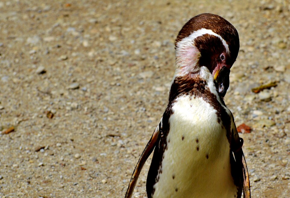Animal animal world bill