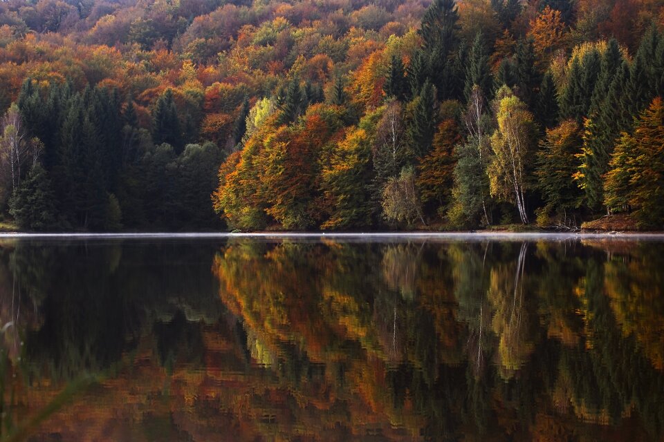 Plant nature reflection